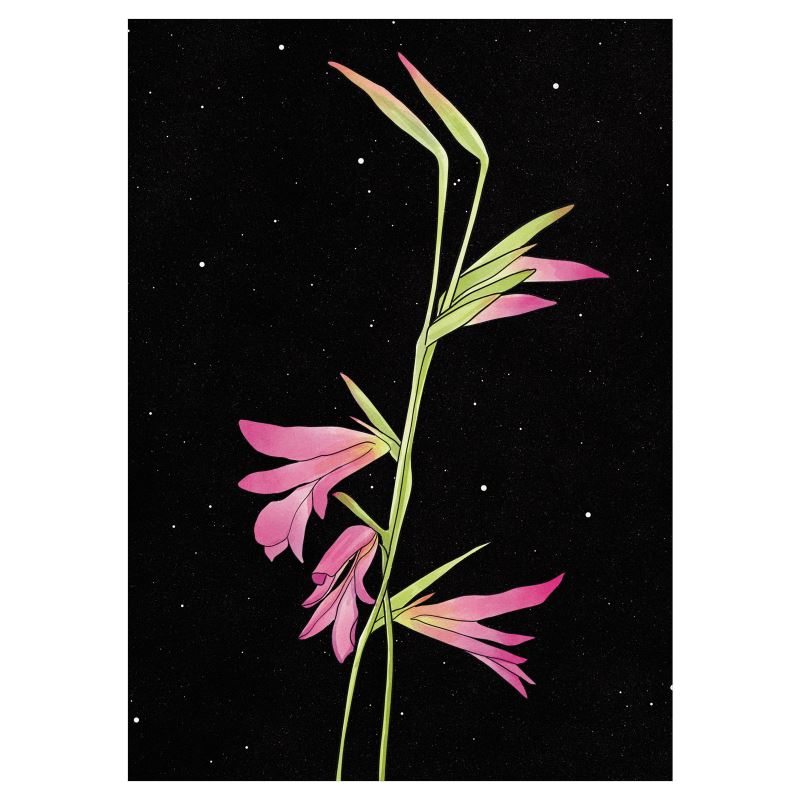 Wild Gladiola - 5x7 Art Print